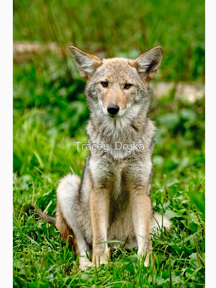 Coyotes - Parc Omega, Montebello, PQ by Tracey Dryka
