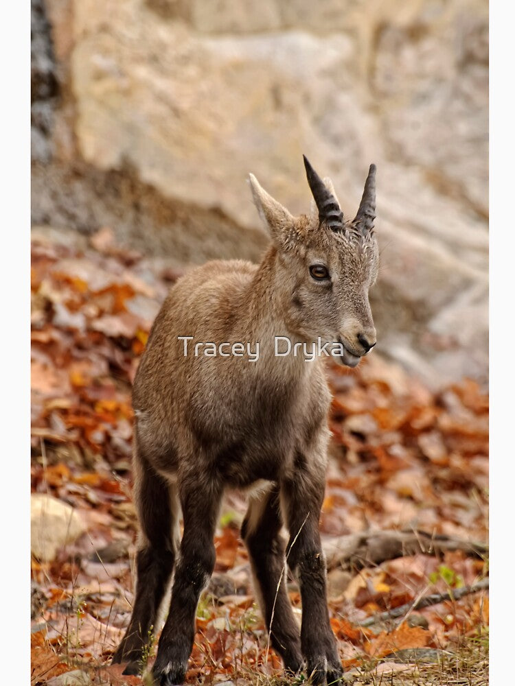 Ibex by Tracey Dryka