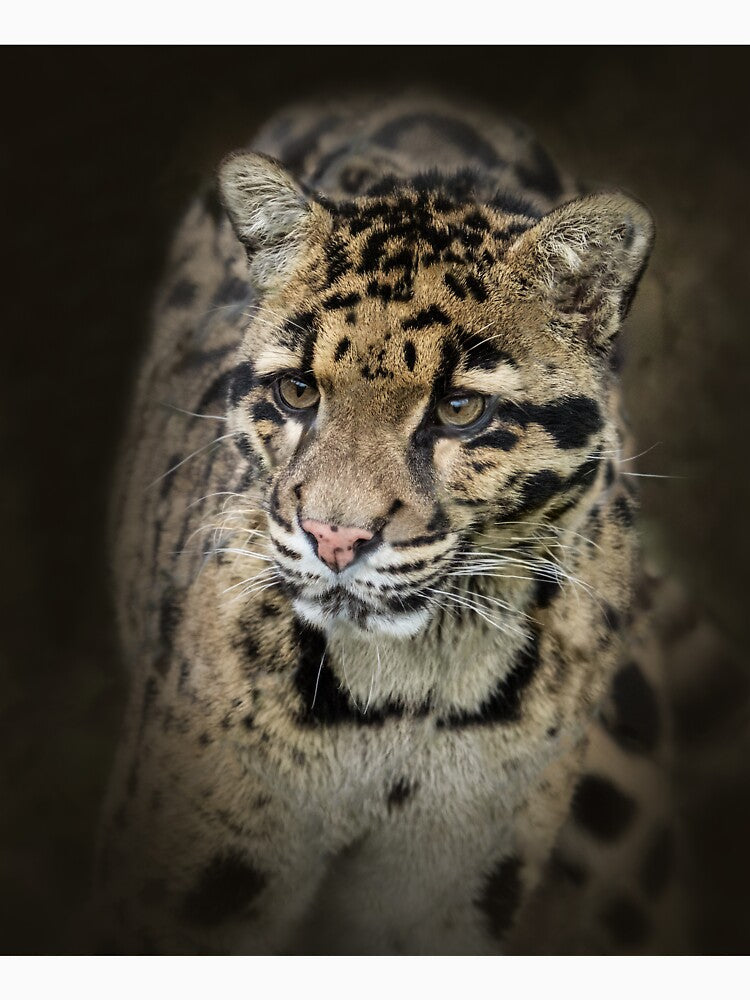 Clouded leopard by Conservation Art Emporium