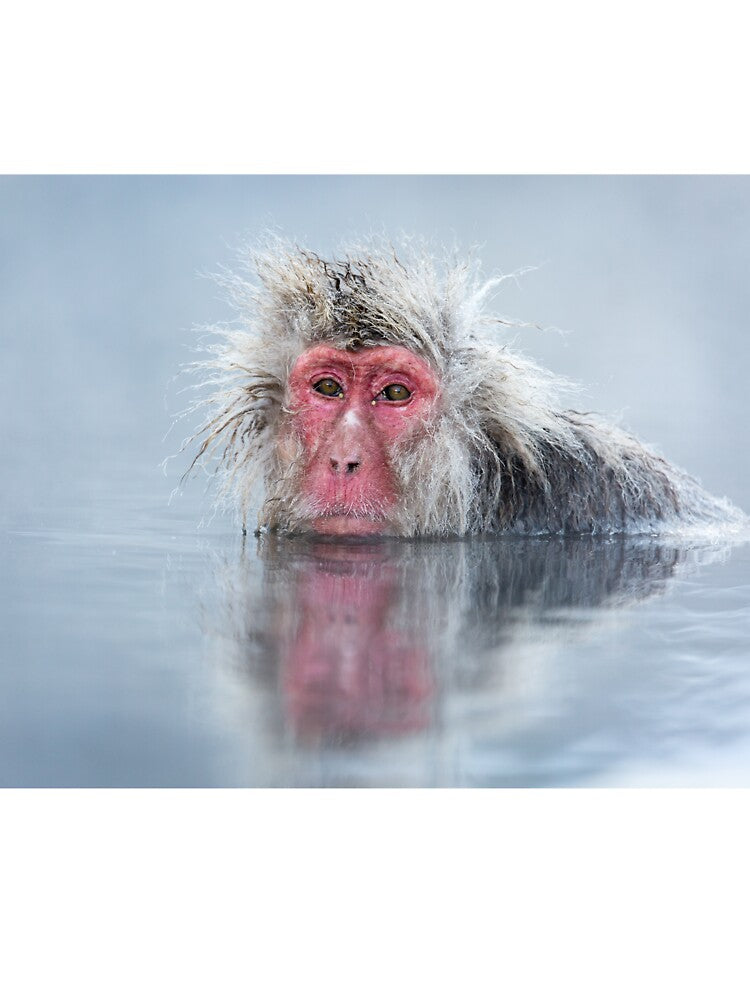 Wildlife Portrait - Snow Monkey Reflection (Japan) by Kellie Netherwood