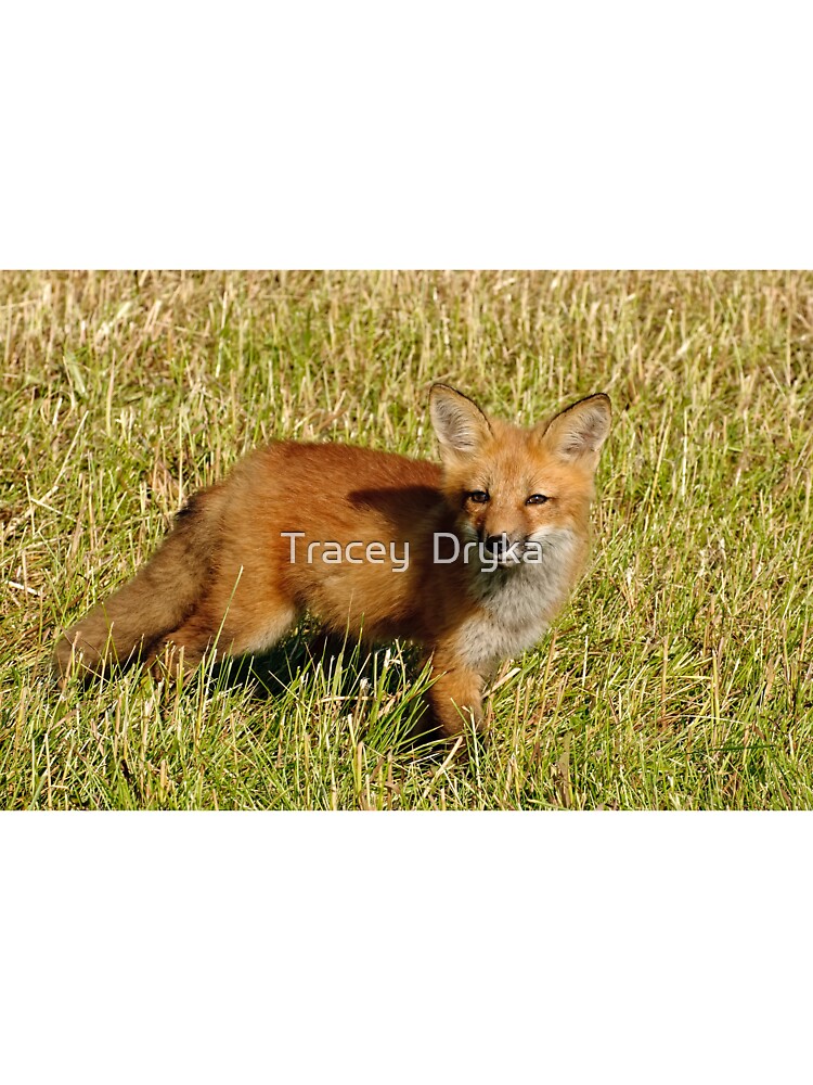 Checking things out! Red fox kit - Ottawa, Ontario by Tracey Dryka