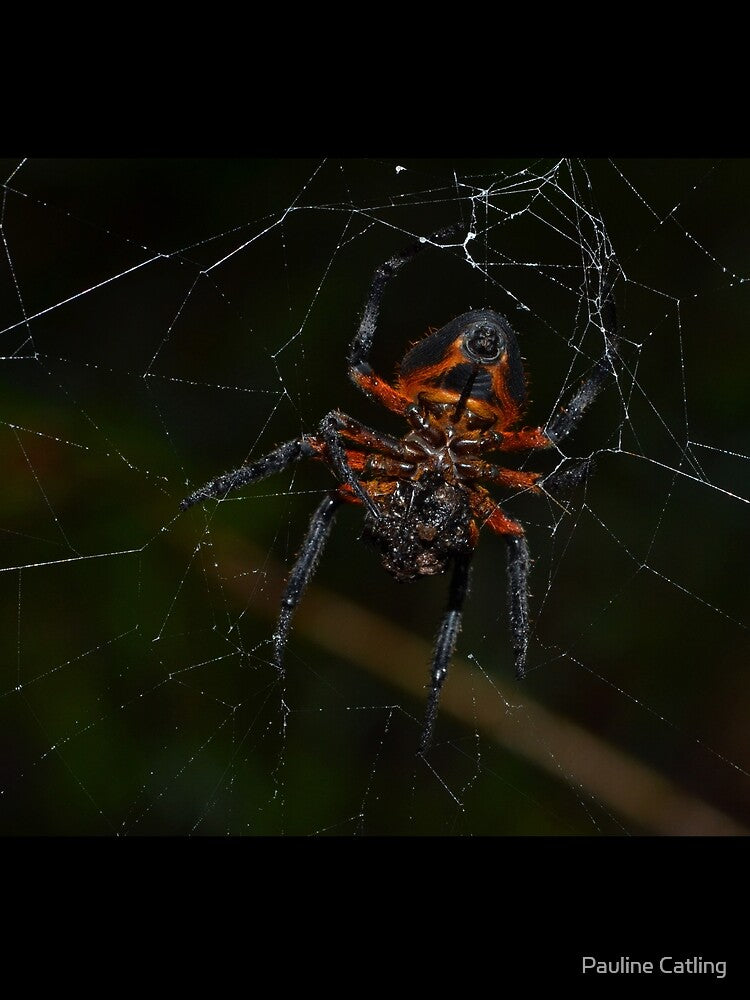 Orb Weaver Spider by Pauline Catling