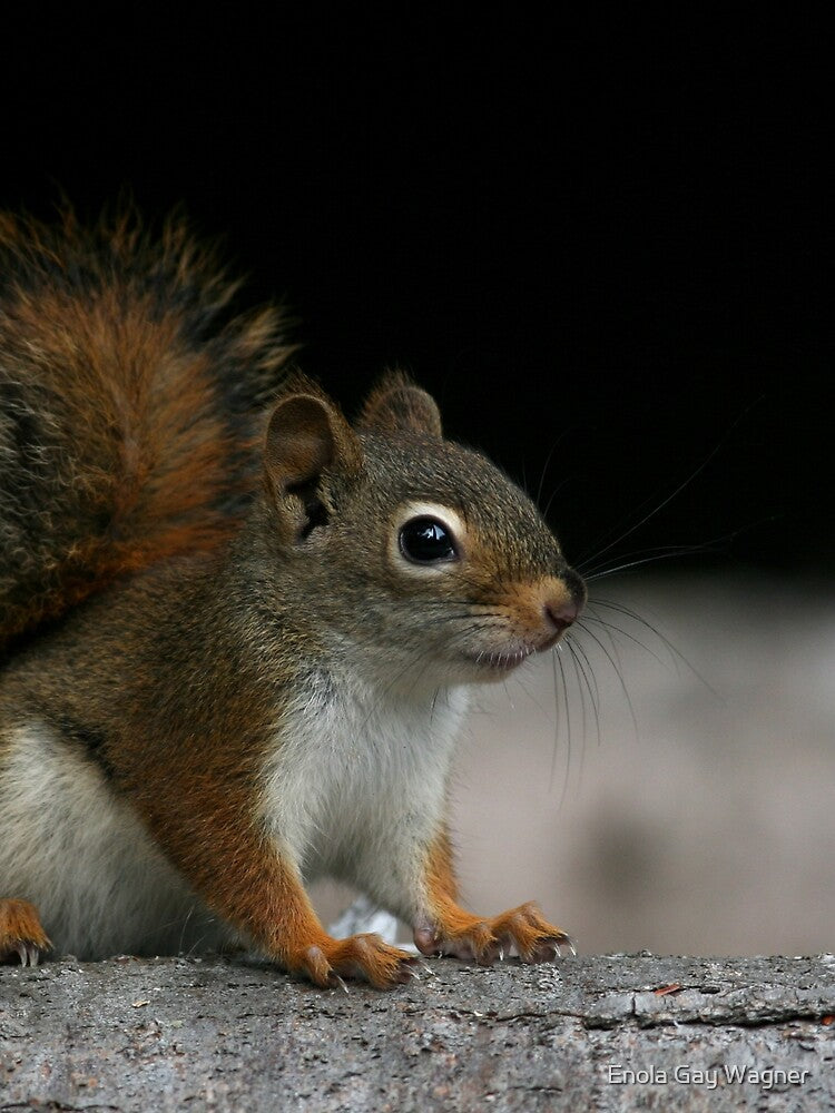 Red Squirrel by Enola Gay Wagner