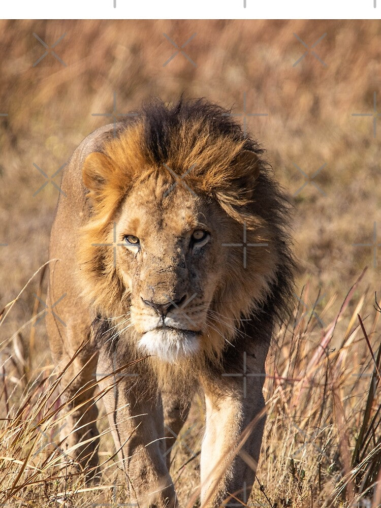 Lion Portrait by elissatitle