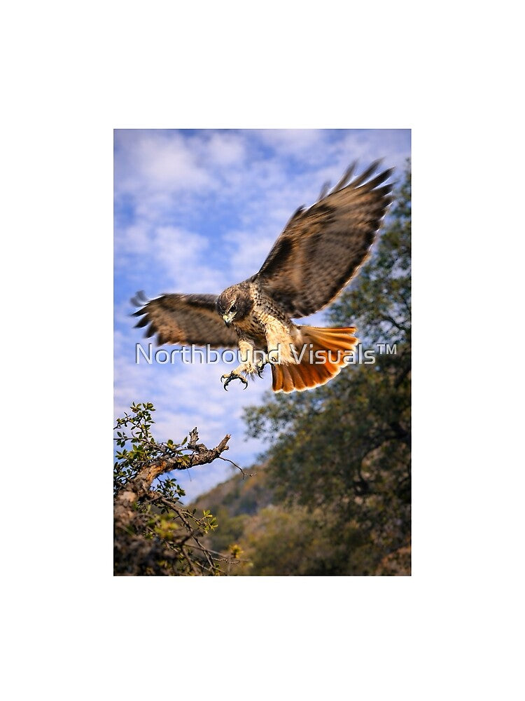 Red Tail Hawk by Northbound Visuals™