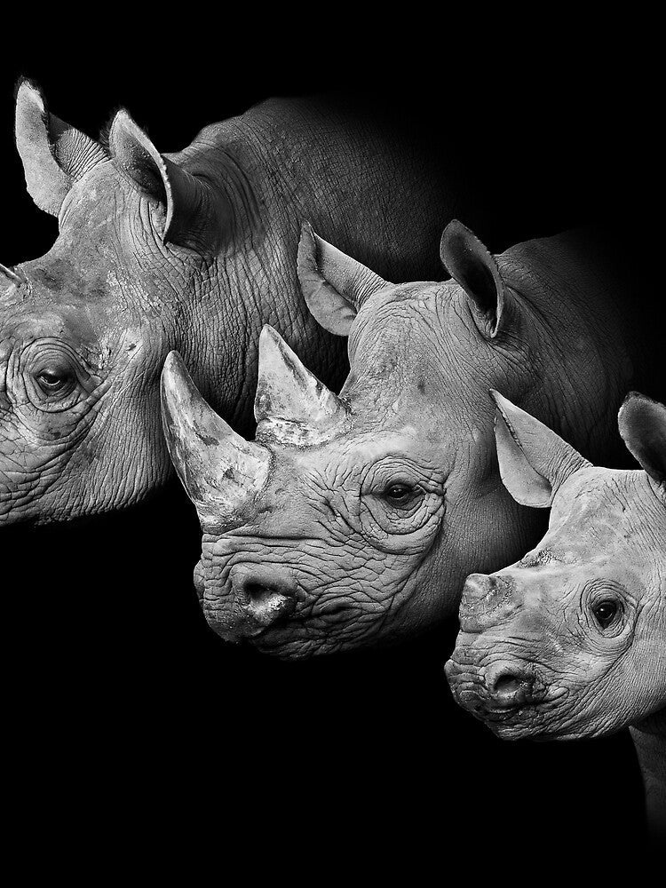 Rhino Family Portrait by Conservation Art Emporium