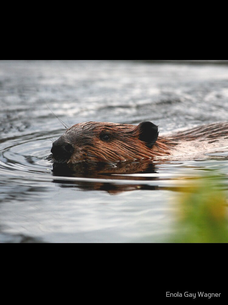 Maine Beaver by Enola Gay Wagner