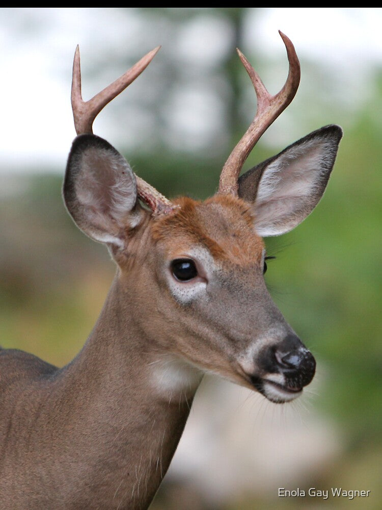 Maine Buck by Enola Gay Wagner
