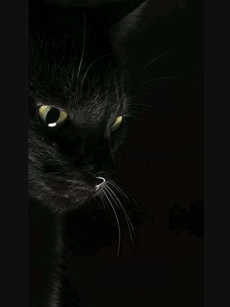 Side black Cat by riawawawuwi