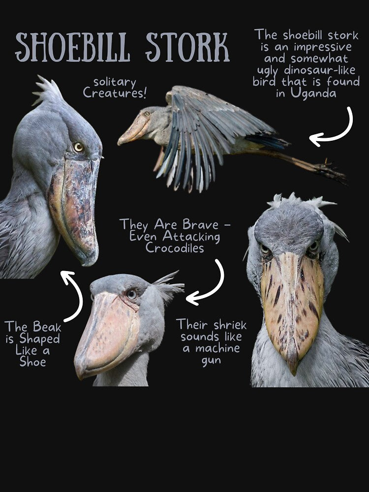 Shoebill Stork Fun Fact by KyleNesas