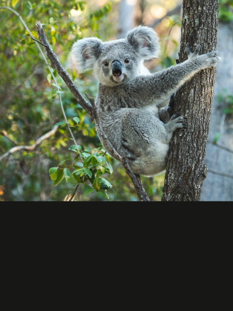 Koala Portrait – Australian Wildlife Photography by WildlifebyIrina