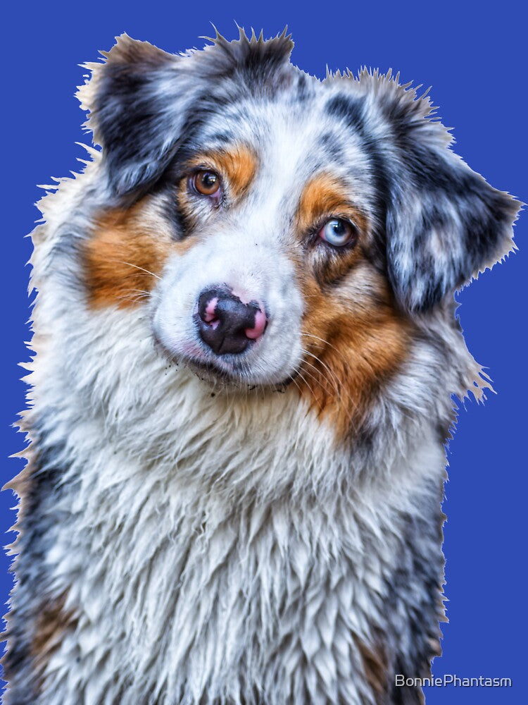Australian Shepherd by BonniePhantasm