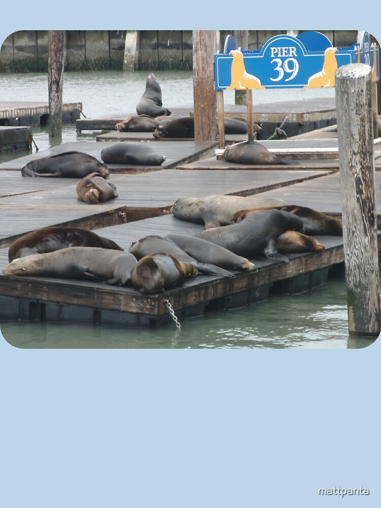Pier 39 Sea Lions by mattpanta