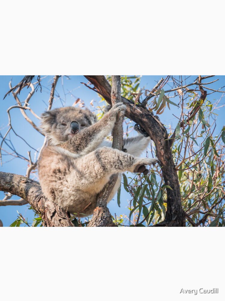 Koala by Avery Caudill