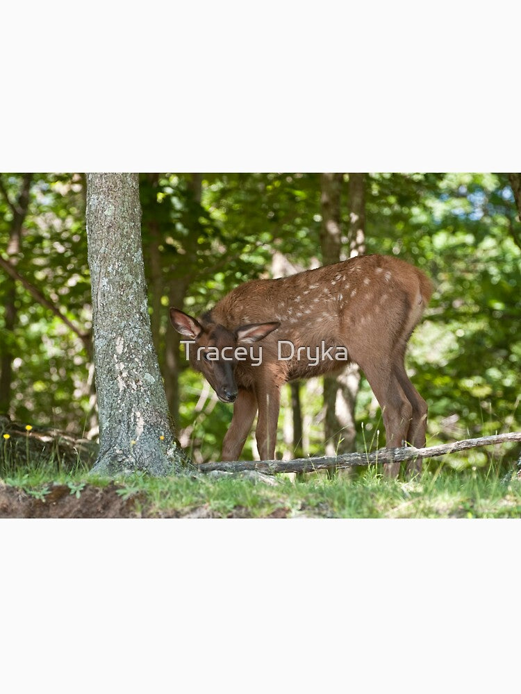 Baby Elk by Tracey  Dryka