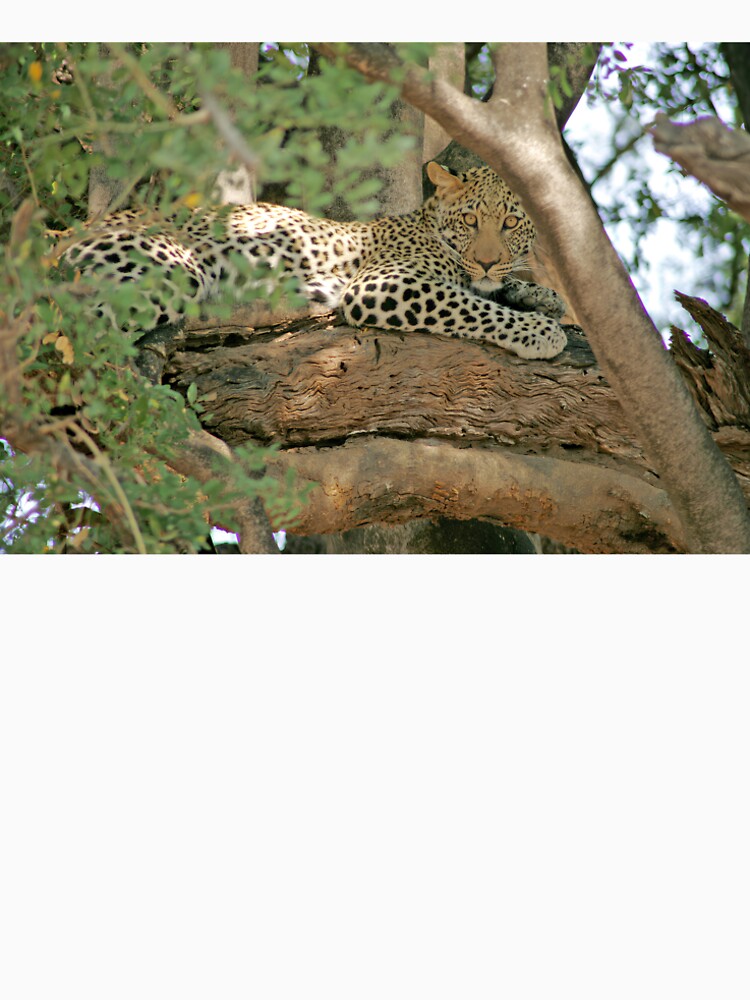 African Leopard Resting in Tree by SG Savannah Lens