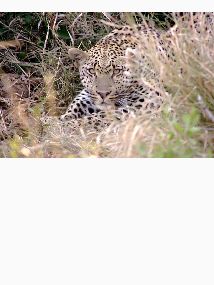 African Leopard hidden in Trail Grass by SG Savannah Lens