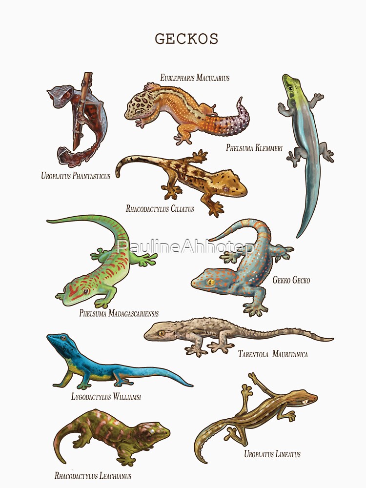 geckos by PaulineAhhotep