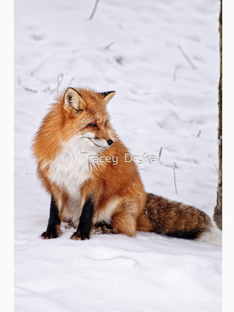Red fox - Parc Omega, Montebello, PQ by Tracey  Dryka