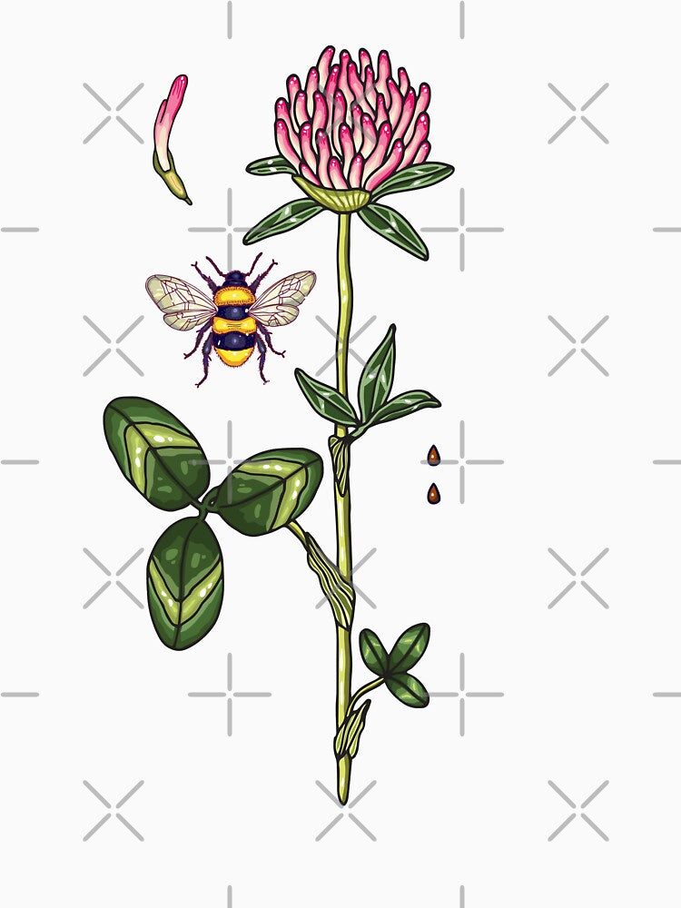 aromatic red clover by smalldrawing