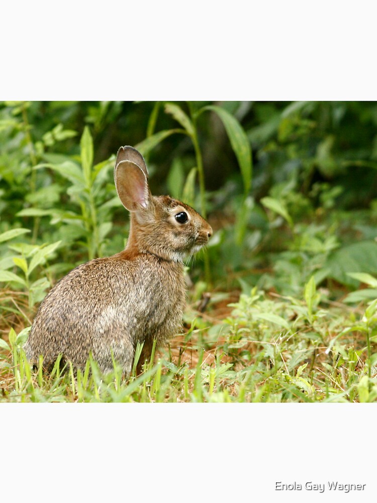 Rabbit by Enola Gay Wagner