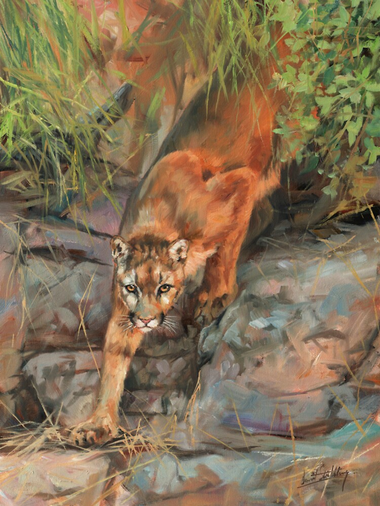 Mountain Lion / Cougar by David Stribbling