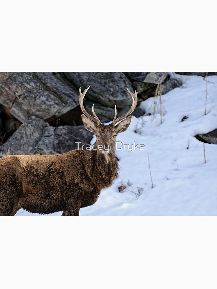 Red deer - Parc Omega, Montebello, PQ by Tracey  Dryka