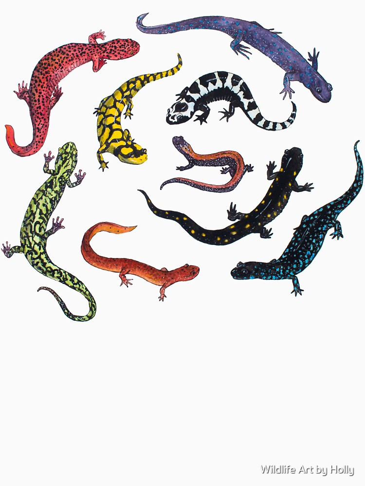 Salamanders by Wildlife Art by Holly