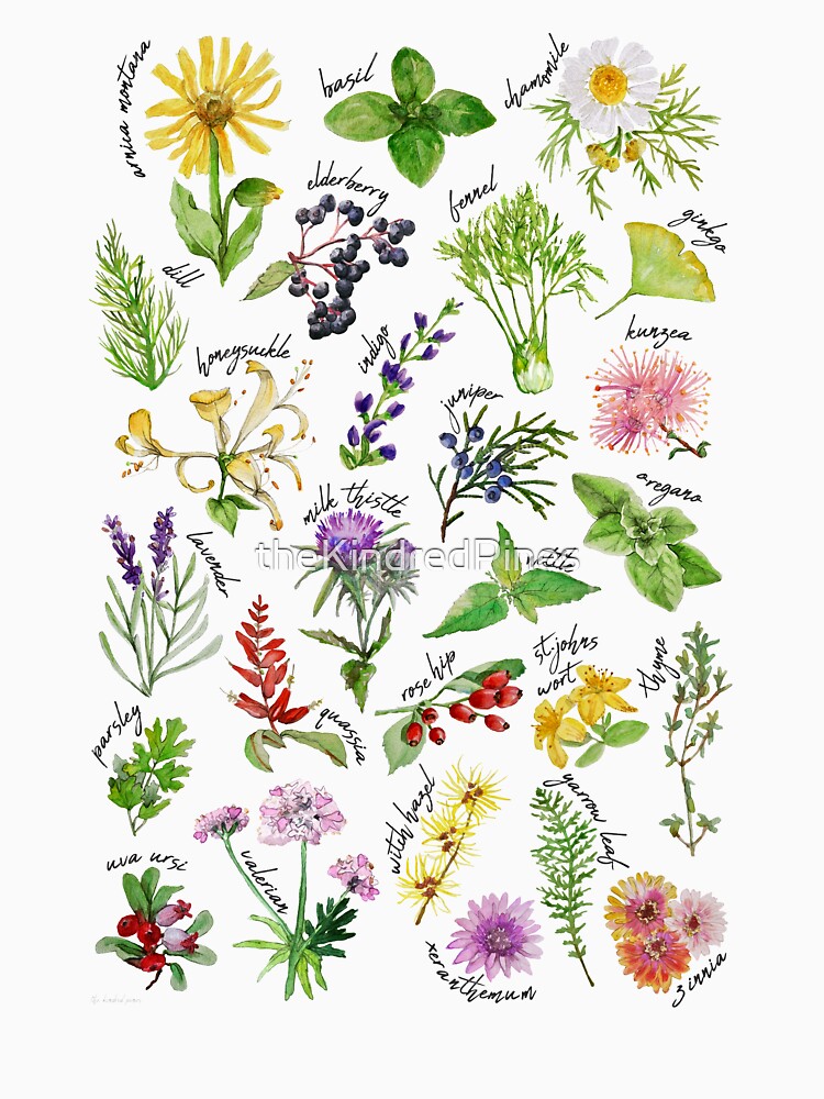 Plants & Herbs Alphabet by theKindredPines