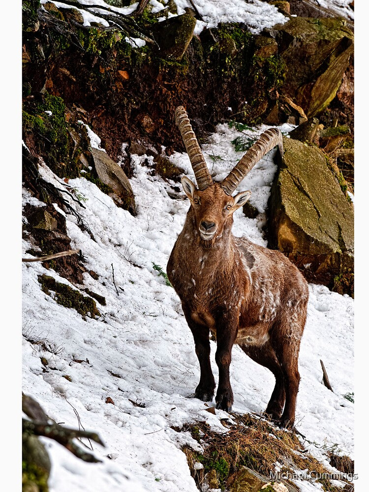 Ibex On Hill by Michael Cummings