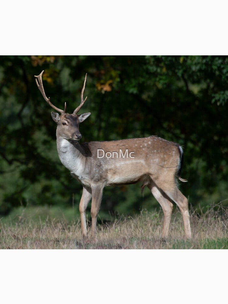 Fallow Deer Buck by DonMc