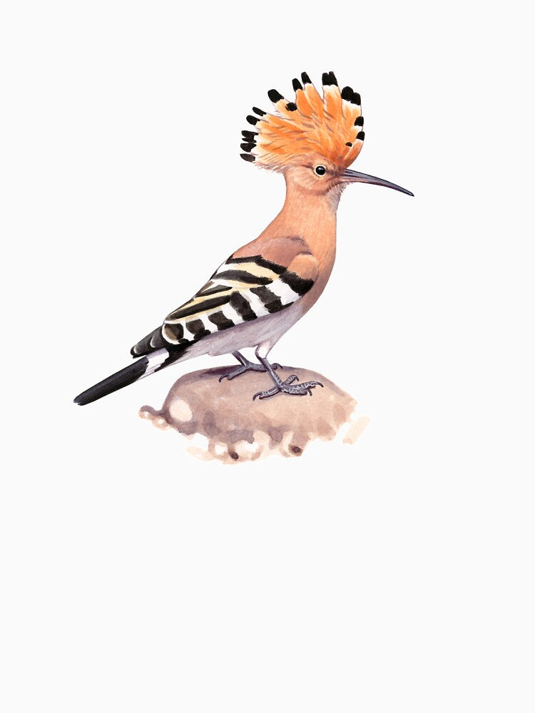 Eurasian Hoopoe by kokayart