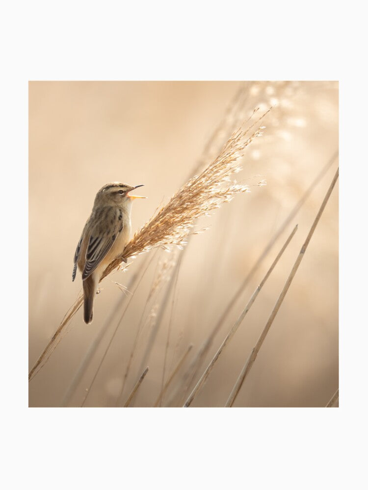 Sedge Warbler by JackBranscombe