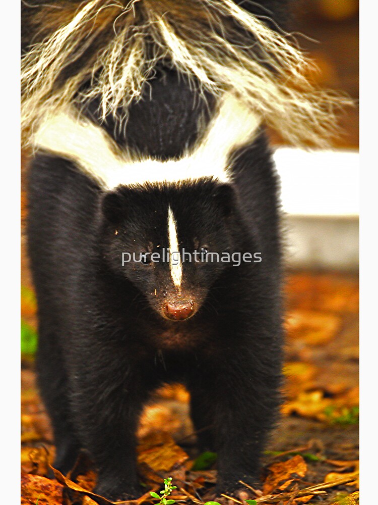 Angry skunk by purelightimages