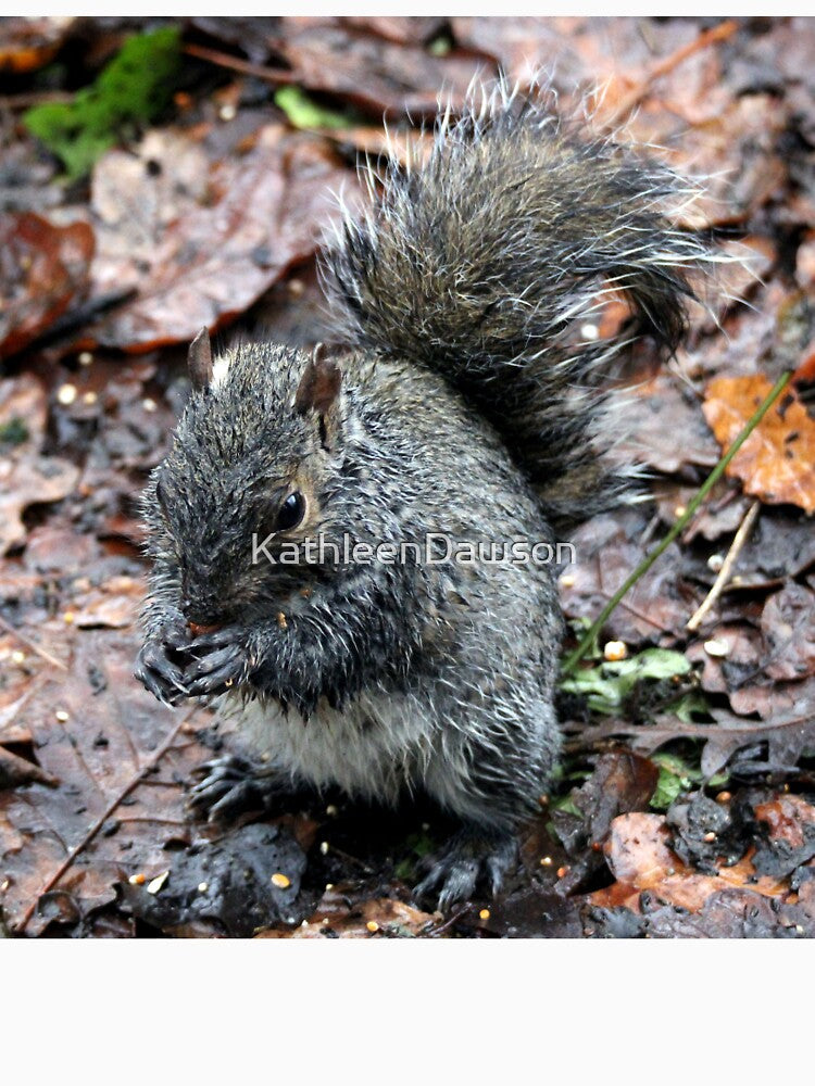 squirrel by KathleenDawson