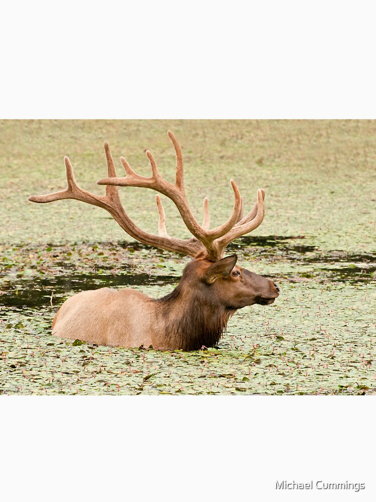 Elk In Pond 2 by Michael Cummings