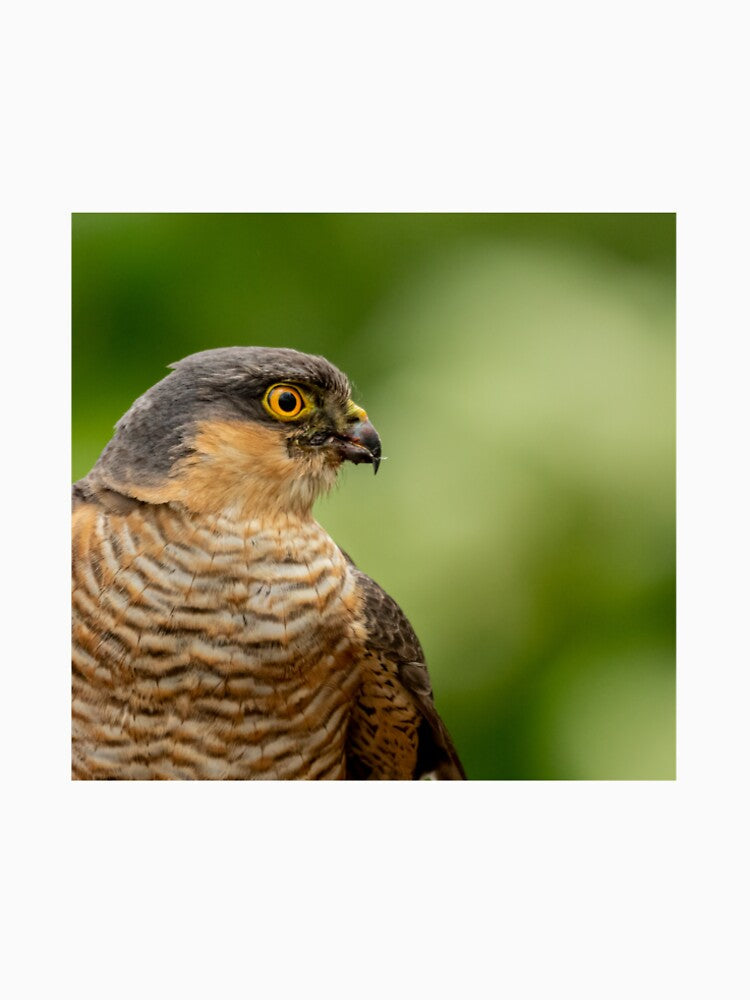Sparrowhawk by JackBranscombe