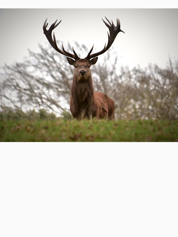 Stunning great stag by Wildlifespotter