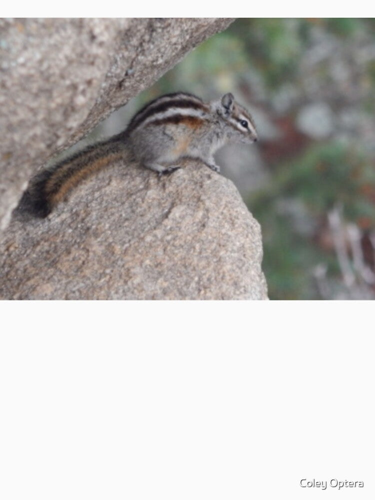 Least Chipmunk by Coley Optera