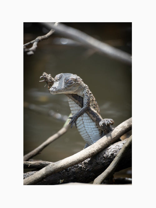 Baby Caiman Resting on Branch – Tropical Crocodile Wildlife Photography by WildFrameNature