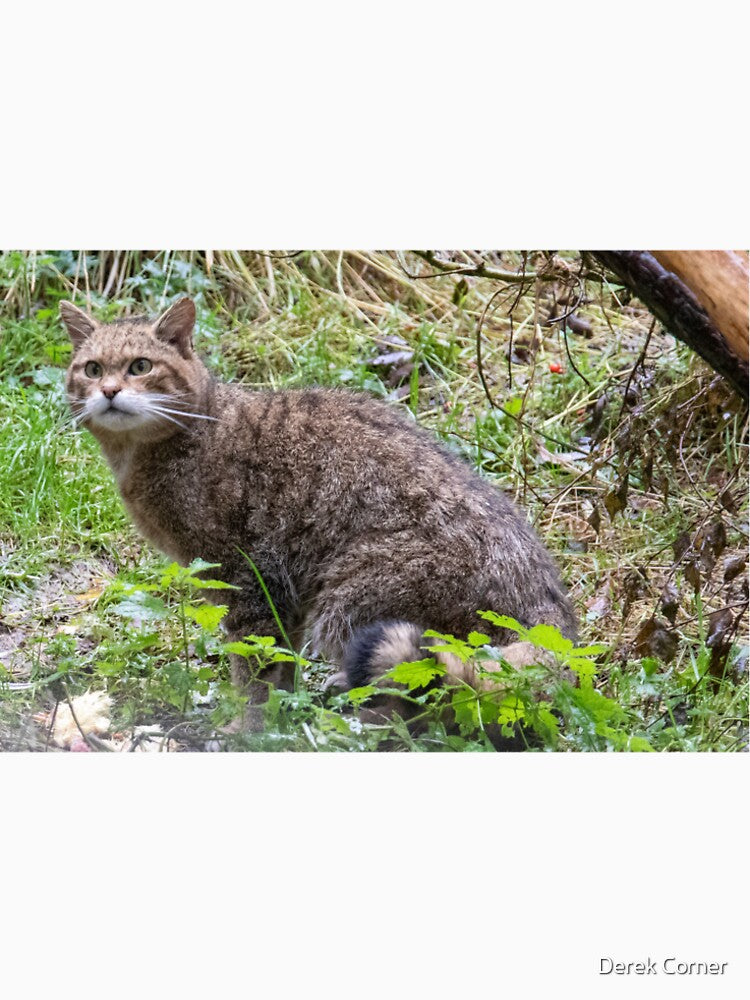 Scottish wildcat by Derek Corner