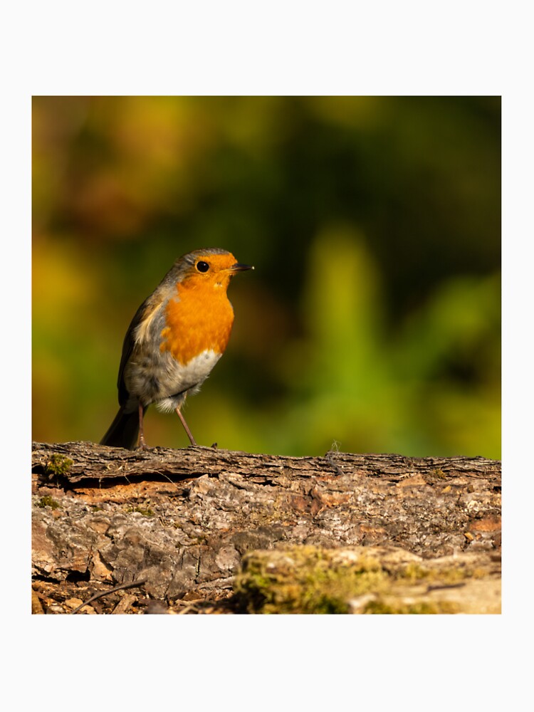 Perched Robin by JackBranscombe