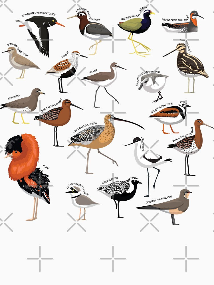 Wader Bird Various Species Collection Set by SUPERHERON