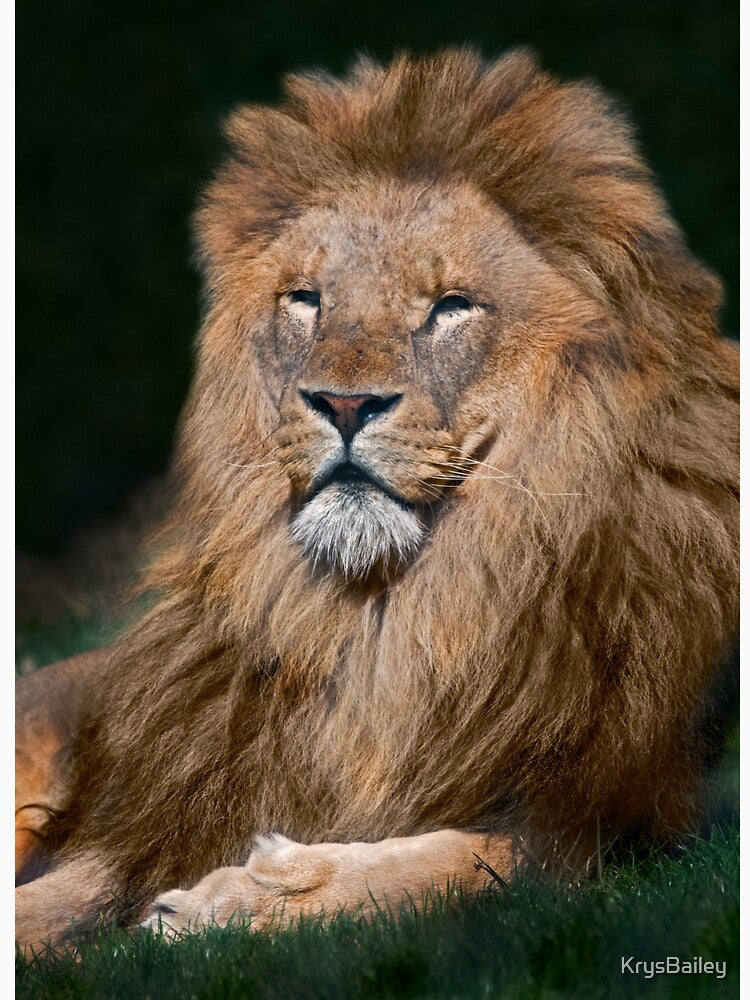 King of the Pride by Krys Bailey