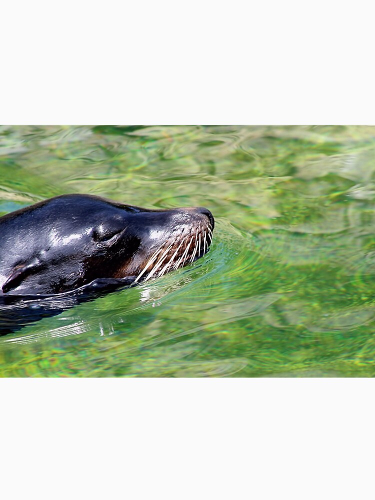 SEALION by BOLLA67