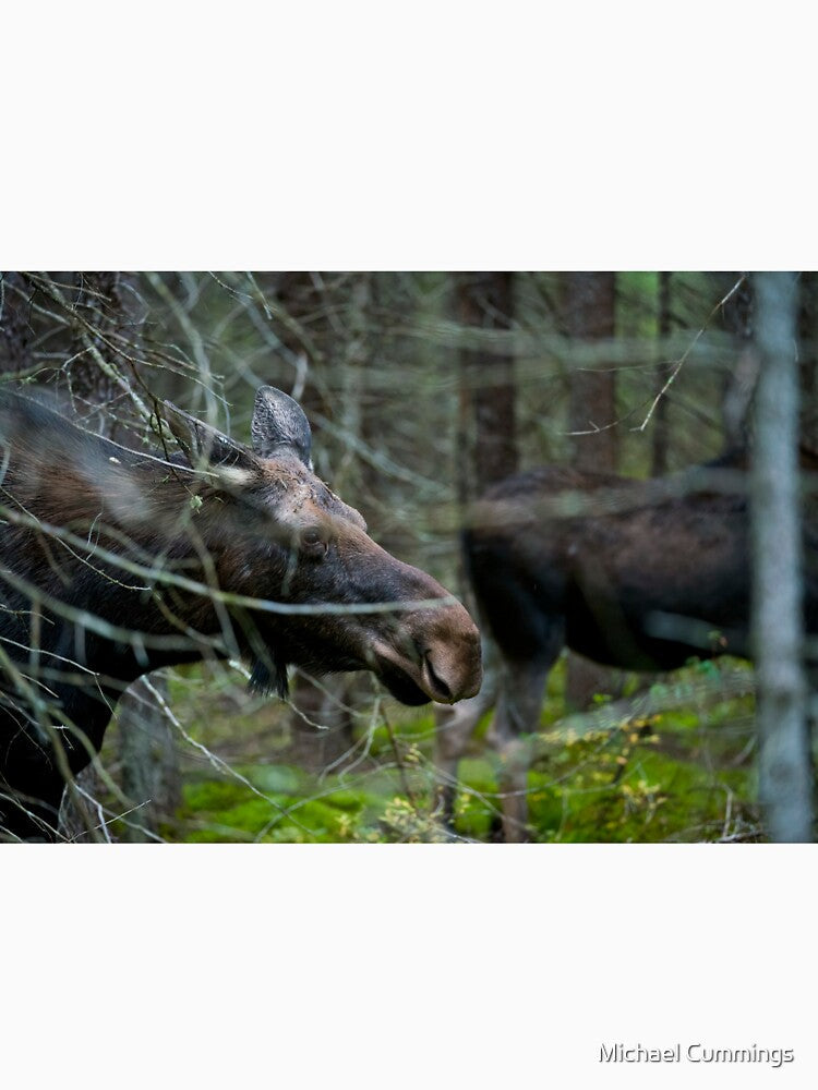 Moose In Woods by Michael Cummings