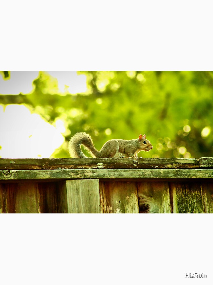 Squirrel by HisRuin