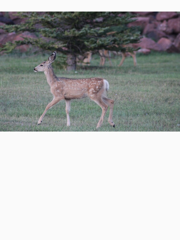 Baby Deer! by Backyardtrail