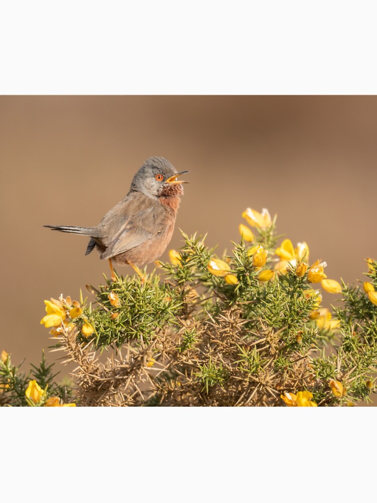 Dartford Warbler by JackBranscombe