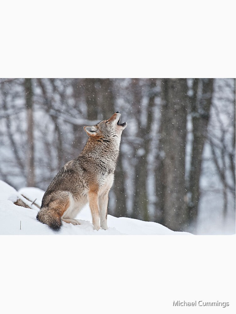 Howling Coyote by Michael Cummings